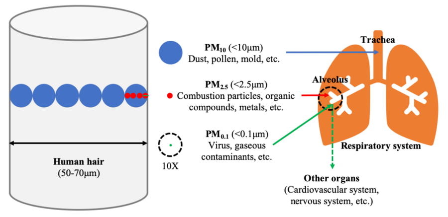 Effects of PM2.5 concentration on the human body