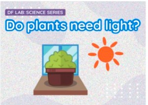 Do plants need light?